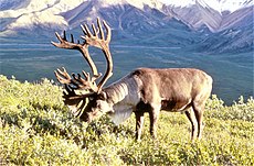 230px-Caribou.jpg