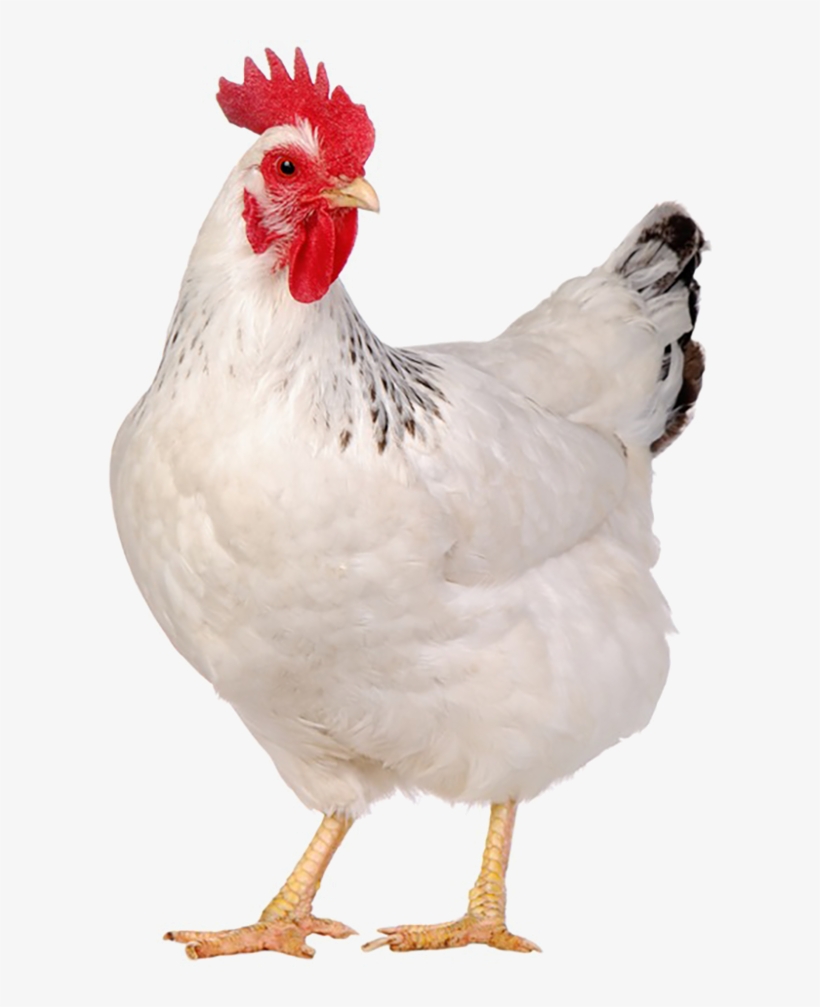 244-2446064_live-chicken-1kg-chicken-animal.jpg