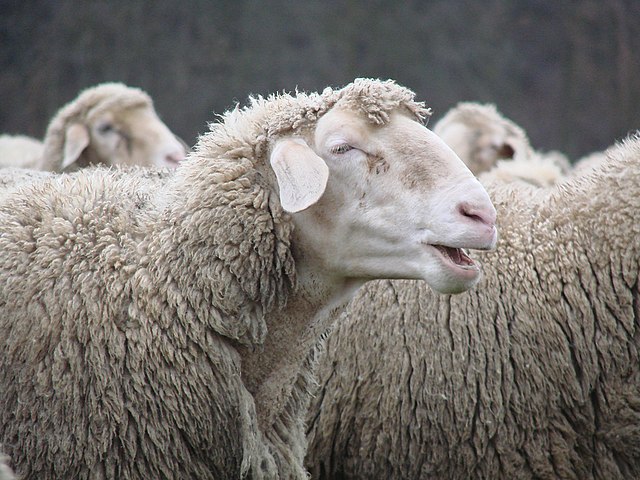 640px-Ewe_Baa.jpg