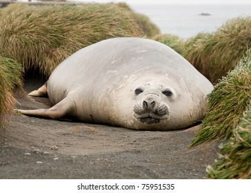 adolescent-elephant-seal-grasses-macquarie-260nw-75951535.jpg