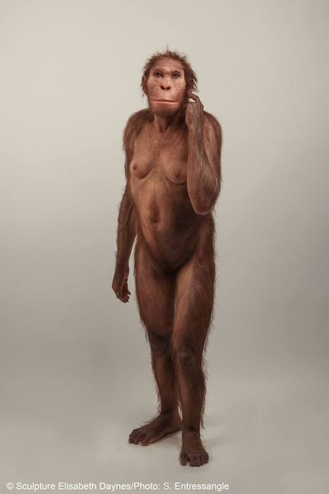 Ancient-human-relative-Australopithecus-sediba-walked-like-a-human-but-climbed-like-an-ape.jpg