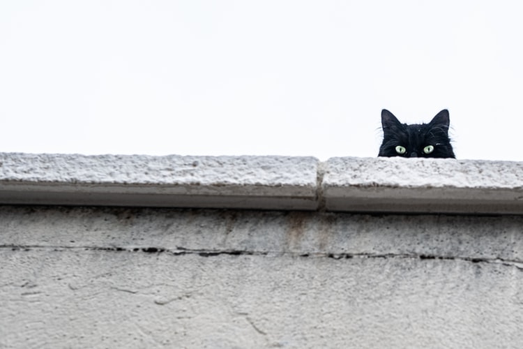 black-cat-unsplash.jpg