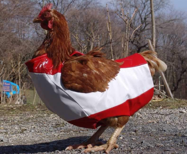 Chicken_Clothing_6.jpg