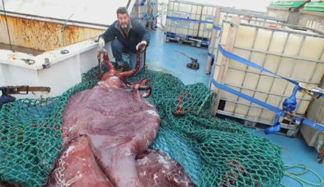 colossal-squid-main.jpg