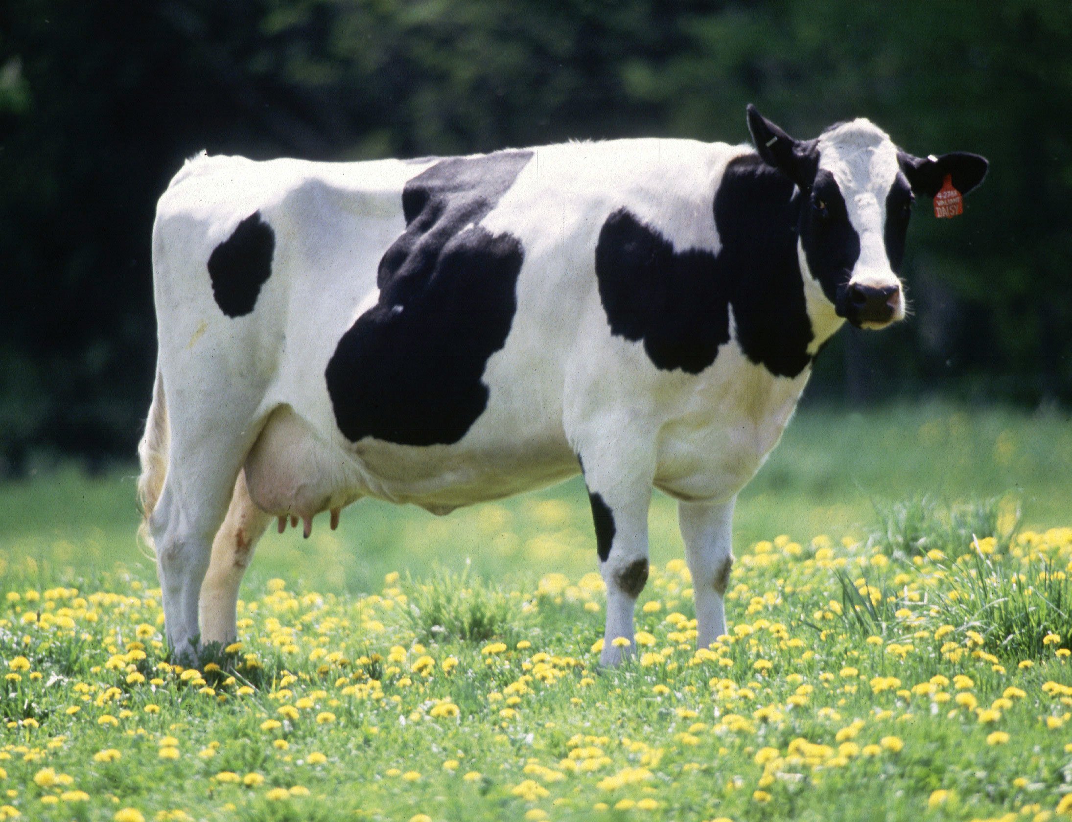 Cow_female_black_white.jpg