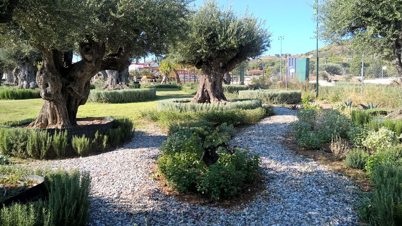 d34yuzzln6-hellenic-garden-olive-trees-with-little-pathway.jpg