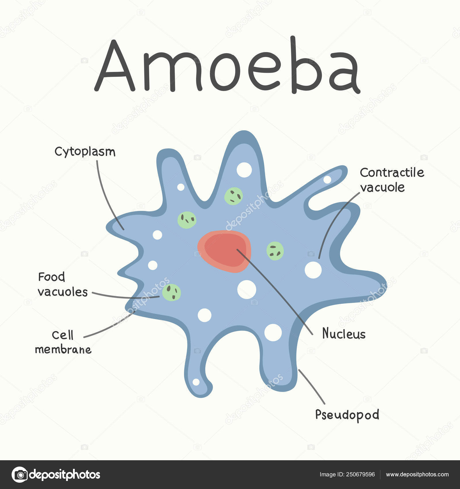 depositphotos_250679596-stock-illustration-amoeba-structure-microorganism-vector-graphics-1134...jpg