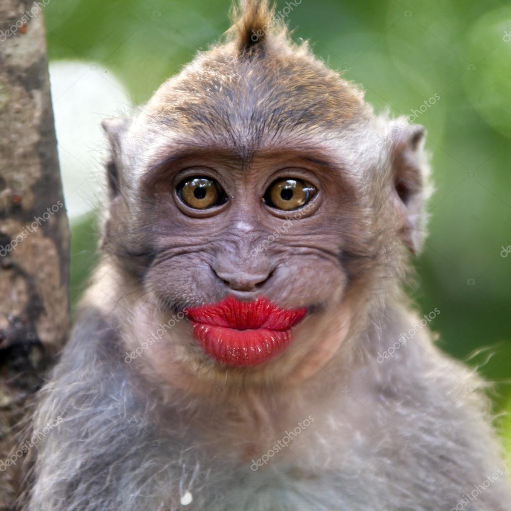 depositphotos_70252811-stock-photo-funny-monkey-with-a-red.jpg