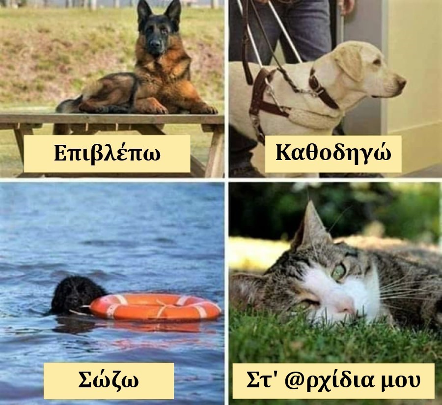 Dogs & Cats.jpg