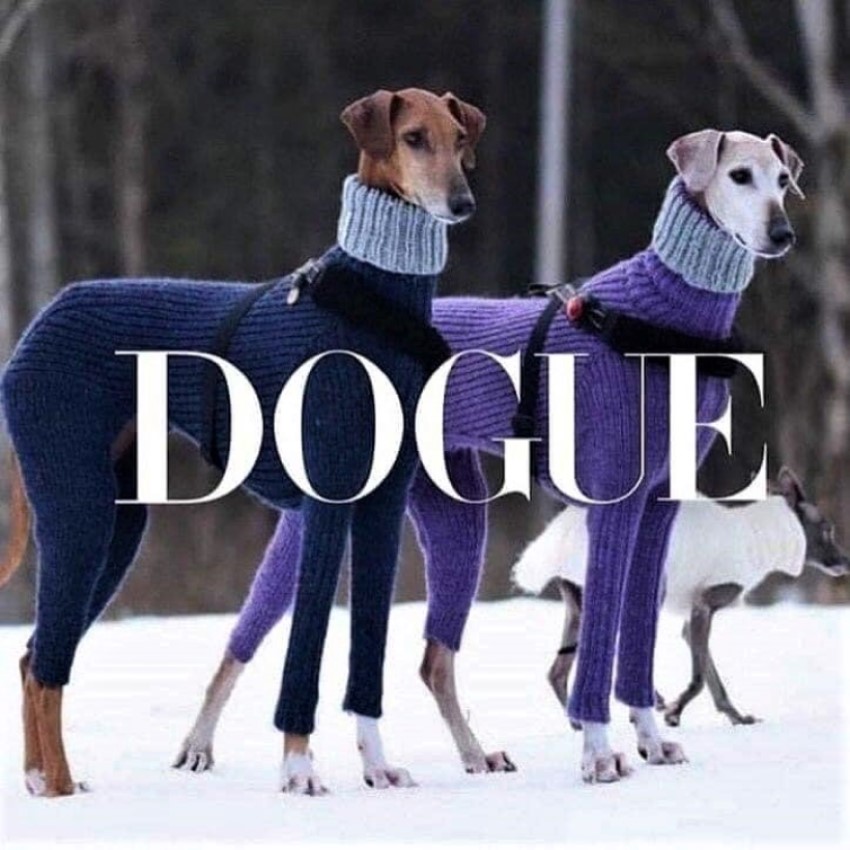 DOGUE.jpg