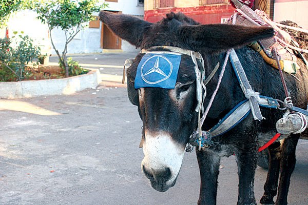 Donkey-Cart-With-Mercedes-Logo-Funny-Image.jpg