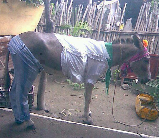 Funny-Donkey-In-Human-Being-Dress.jpg