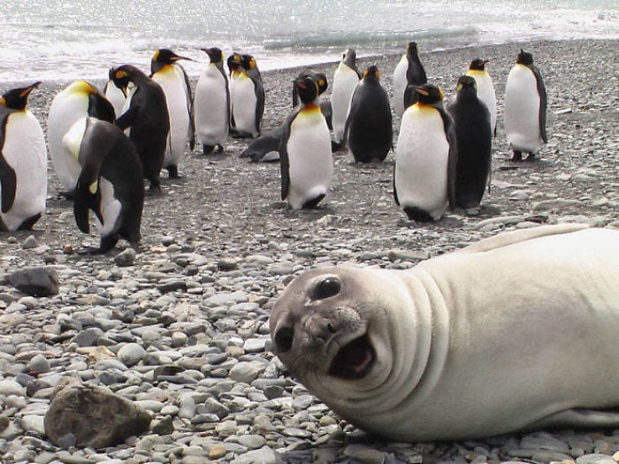 funny-laughing-seals-14-5f28106057683__700.jpg