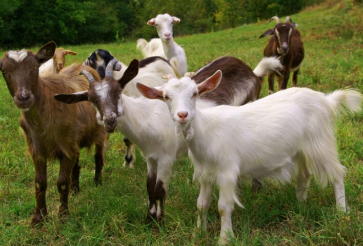 goats-750x580-1-708x480.jpg