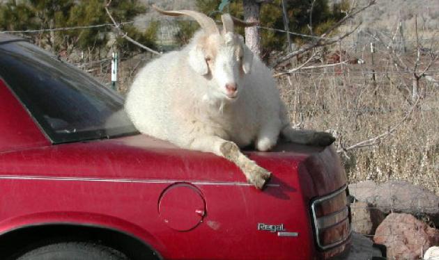 goats-car_h-3076546535.jpg