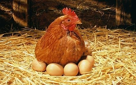 Hen-eggs_1370969c.jpg