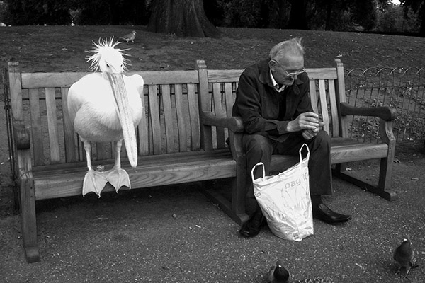 i842k-pelican-and-old-man-just-hanging-out.jpg