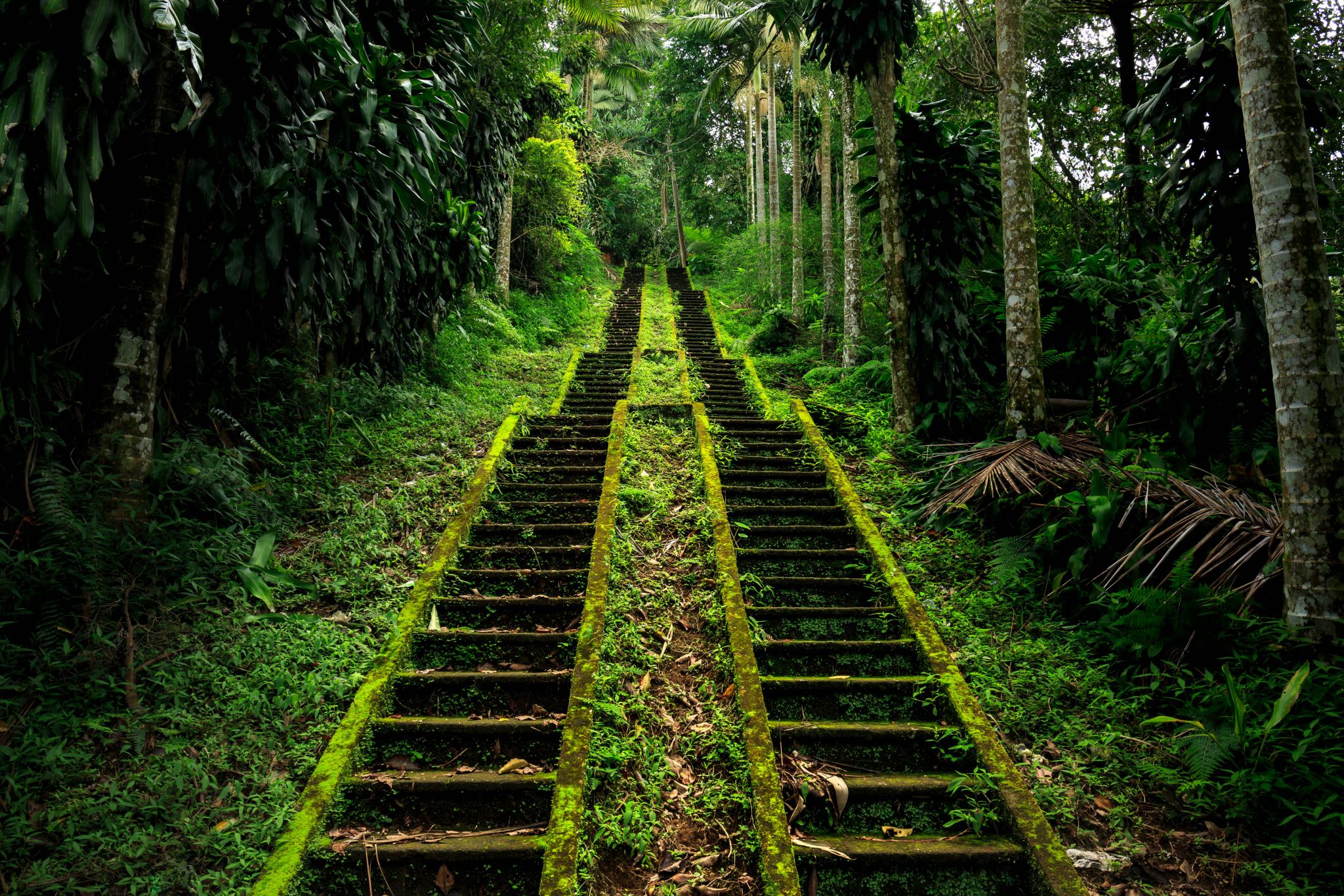 jungle-stairs-indonesia_l.jpeg