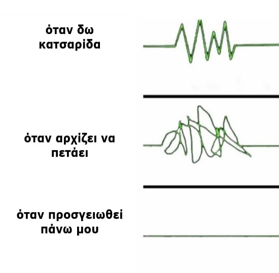 κατσαριδα.jpg