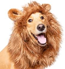 Lion1.jpeg