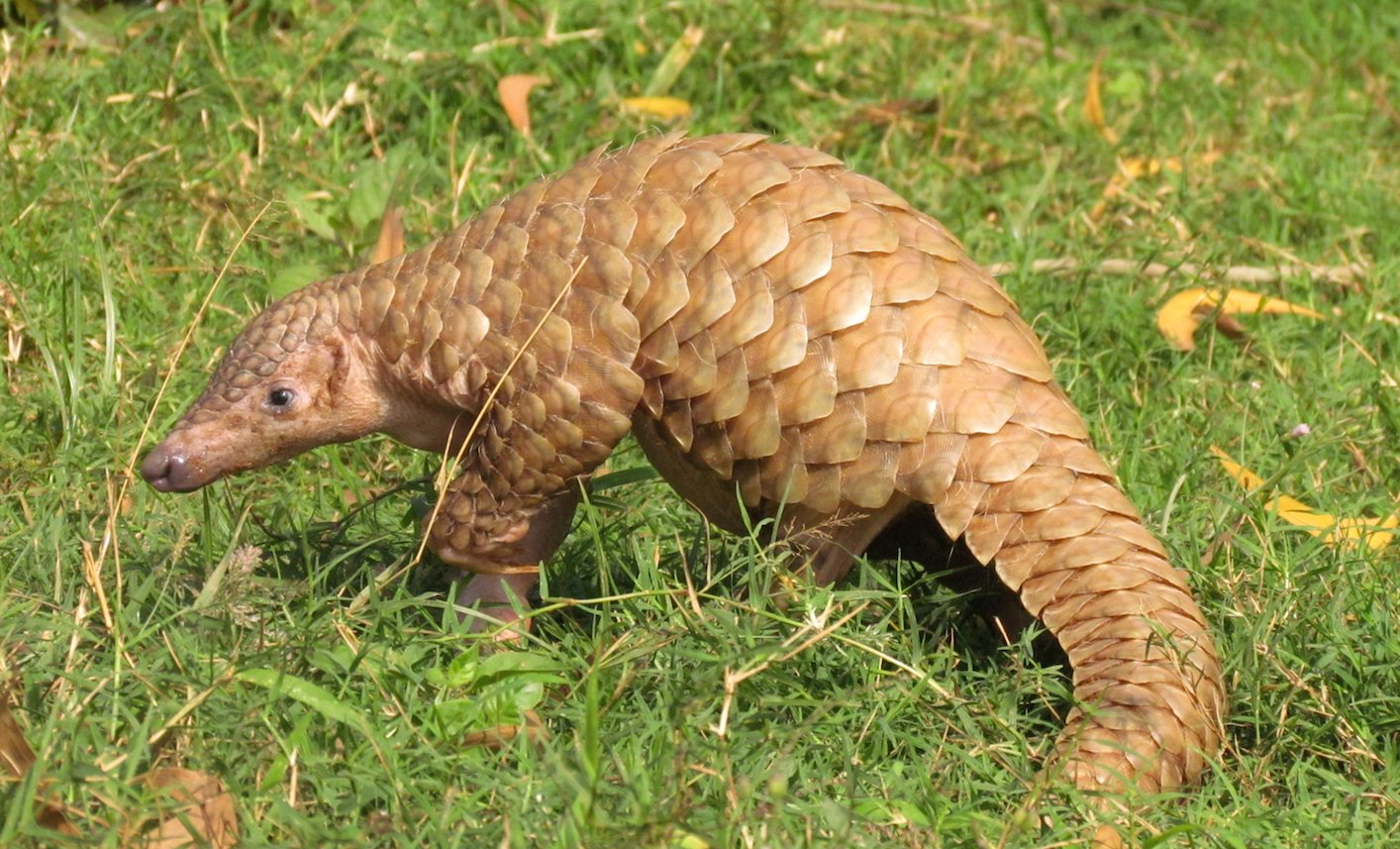 pangolin.jpg