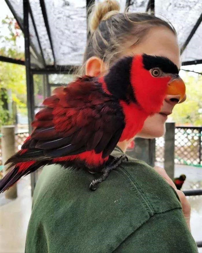 parrot.jpg