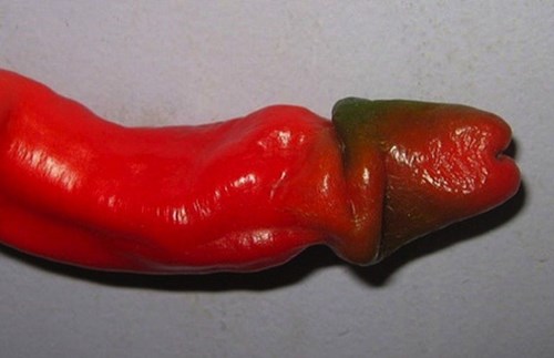 penis-peppers-all-the-rage-in-barcelona.jpg