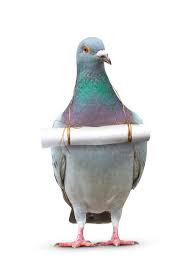 pigeon.jpg