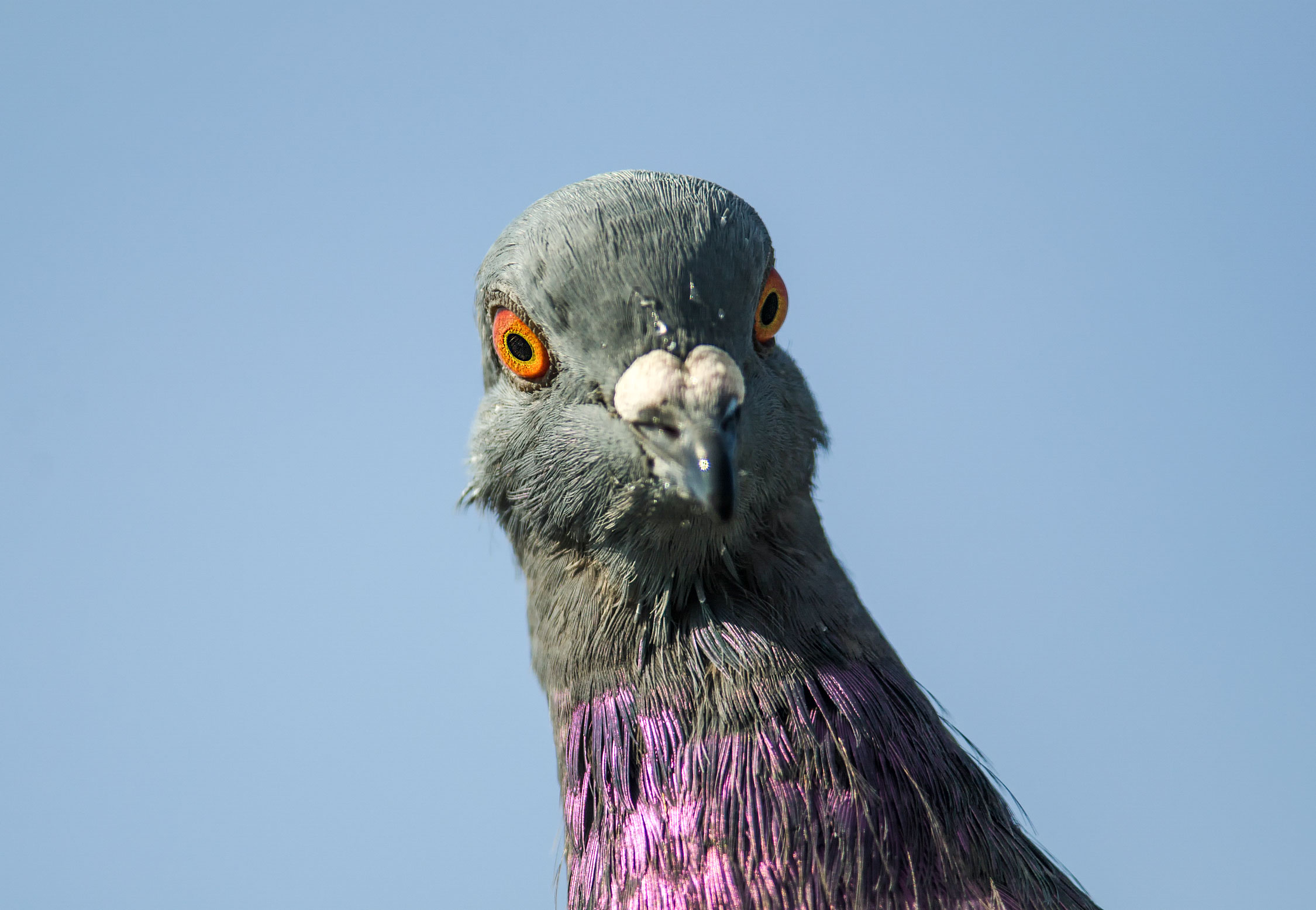 pigeon.jpg