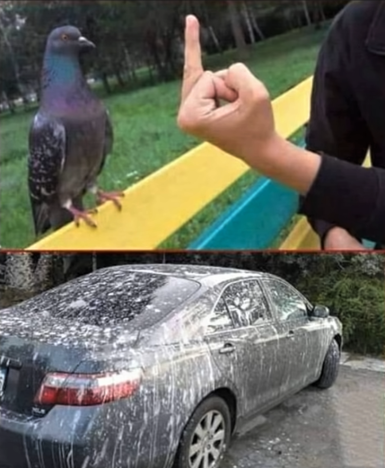 Pigeon revenge.png