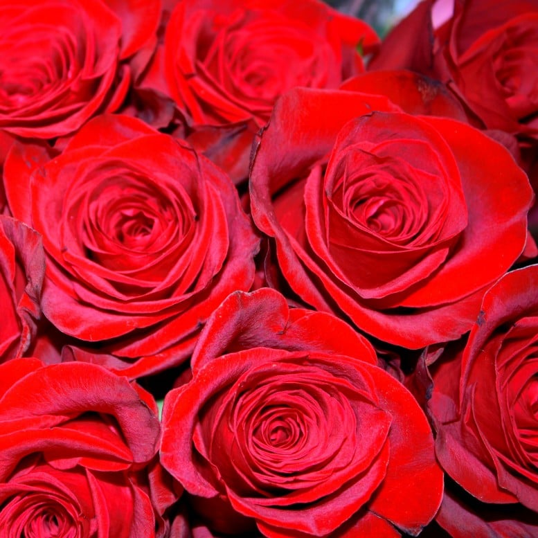 red-roses.jpg