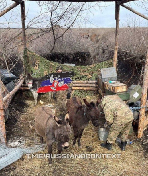 russian donkeys.jpg