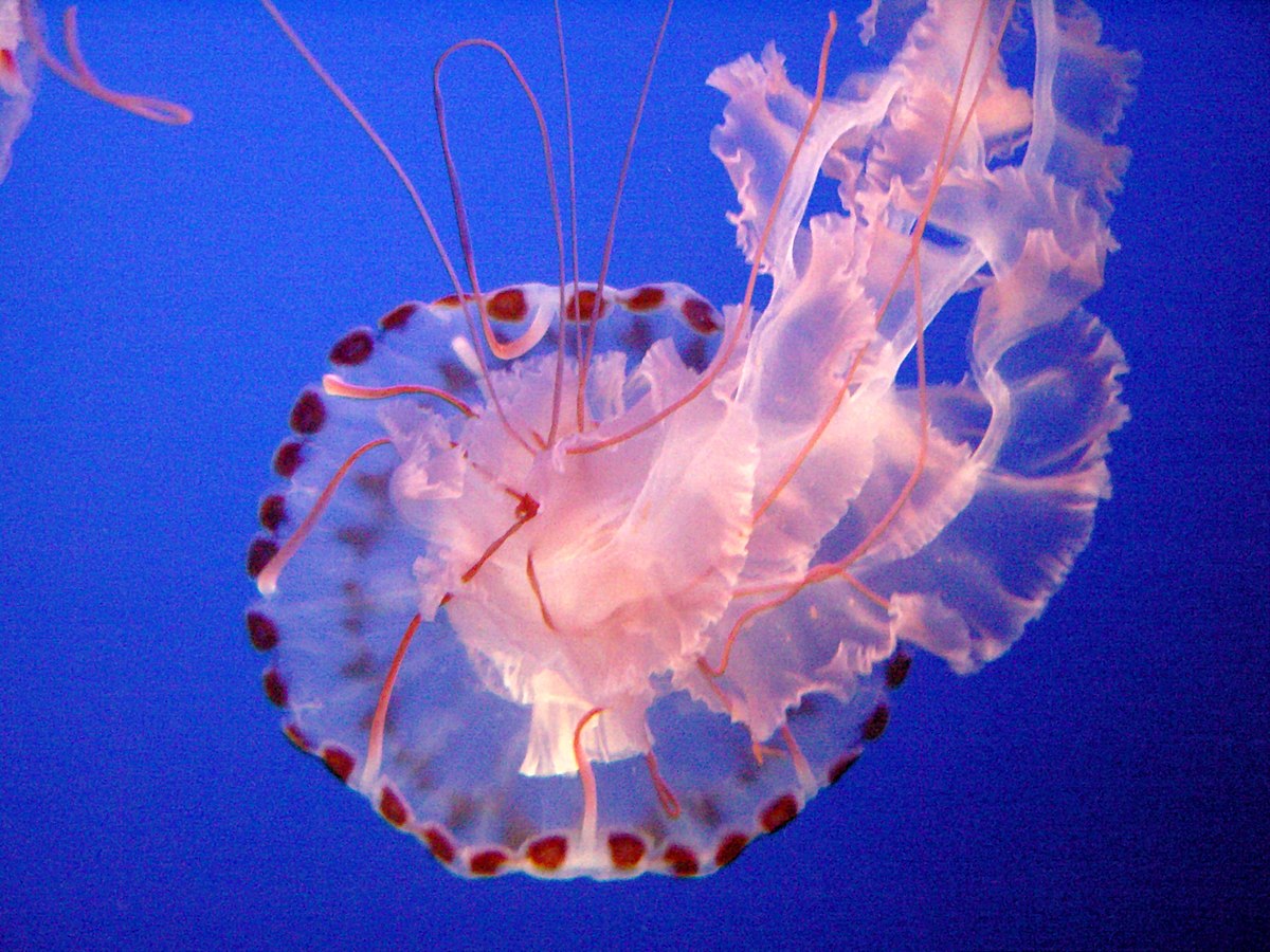 Sea_Nettle_Jelly_1.jpg