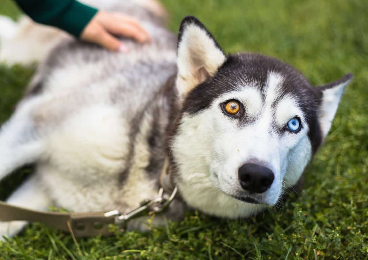 Siberian-Husky-with-an-unusual-pair-of-eyes-brown-and-blue-eyes.jpg