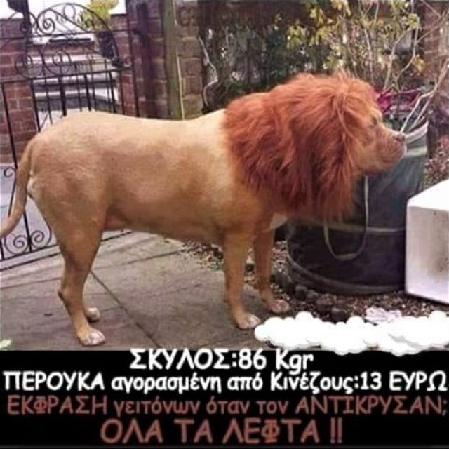 σκύλος με περούκα.jpg