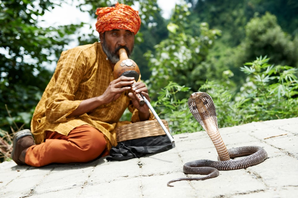 snakecharmer_118198594.jpg