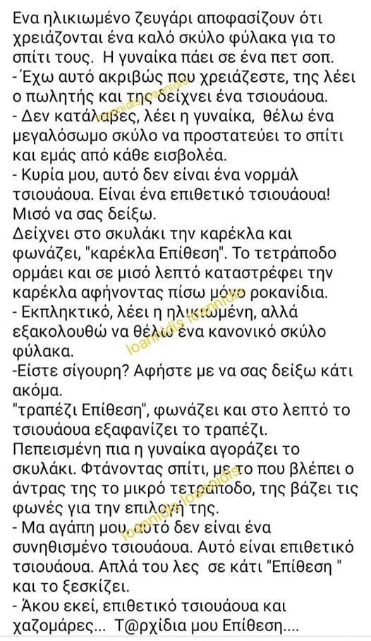 τσιουαουα.jpg