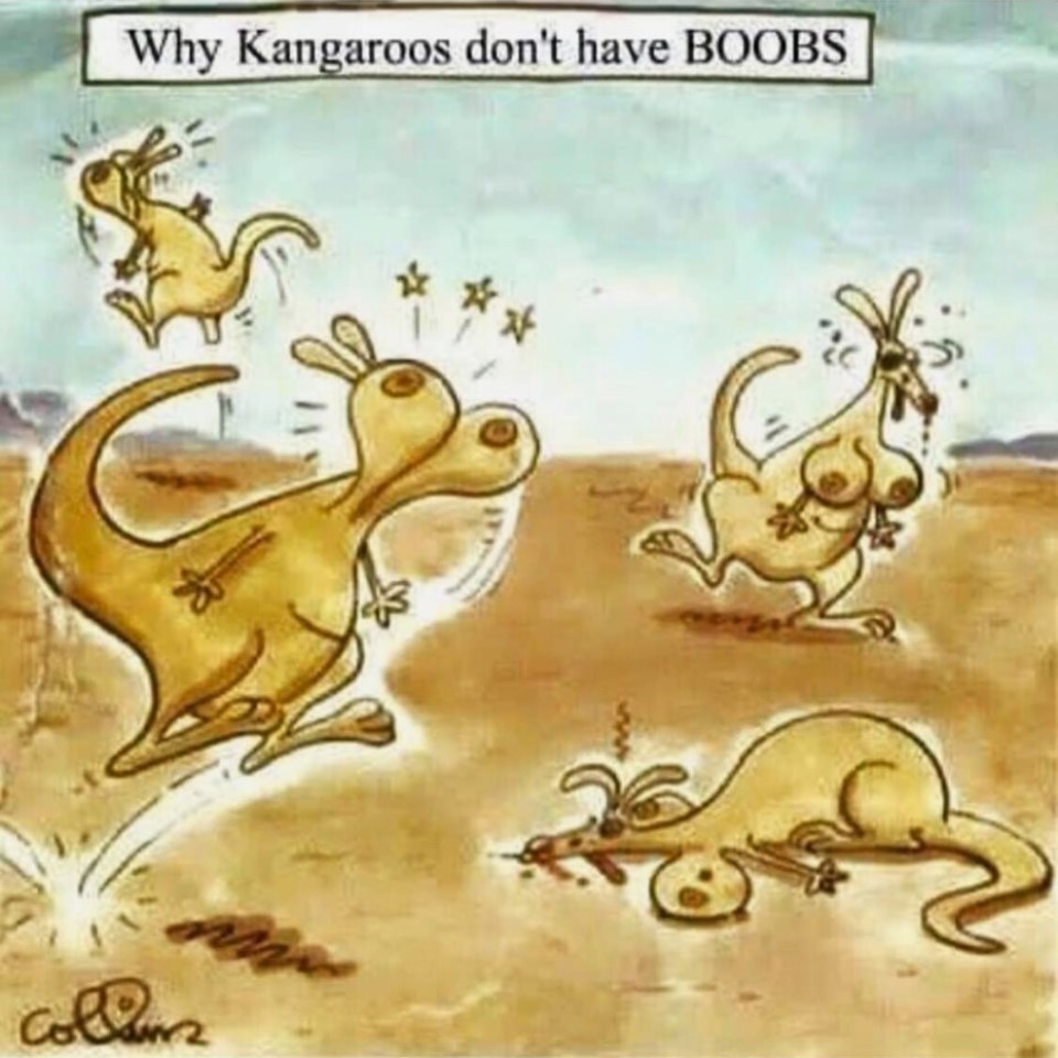 Why Kangaroos don't have BOOBS.jpeg